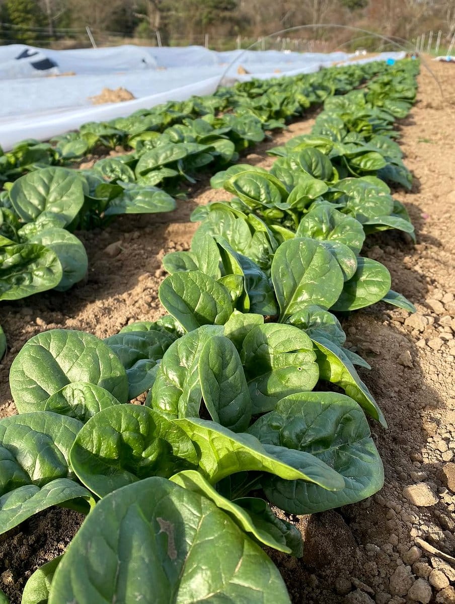 dew-covered spinach leaves