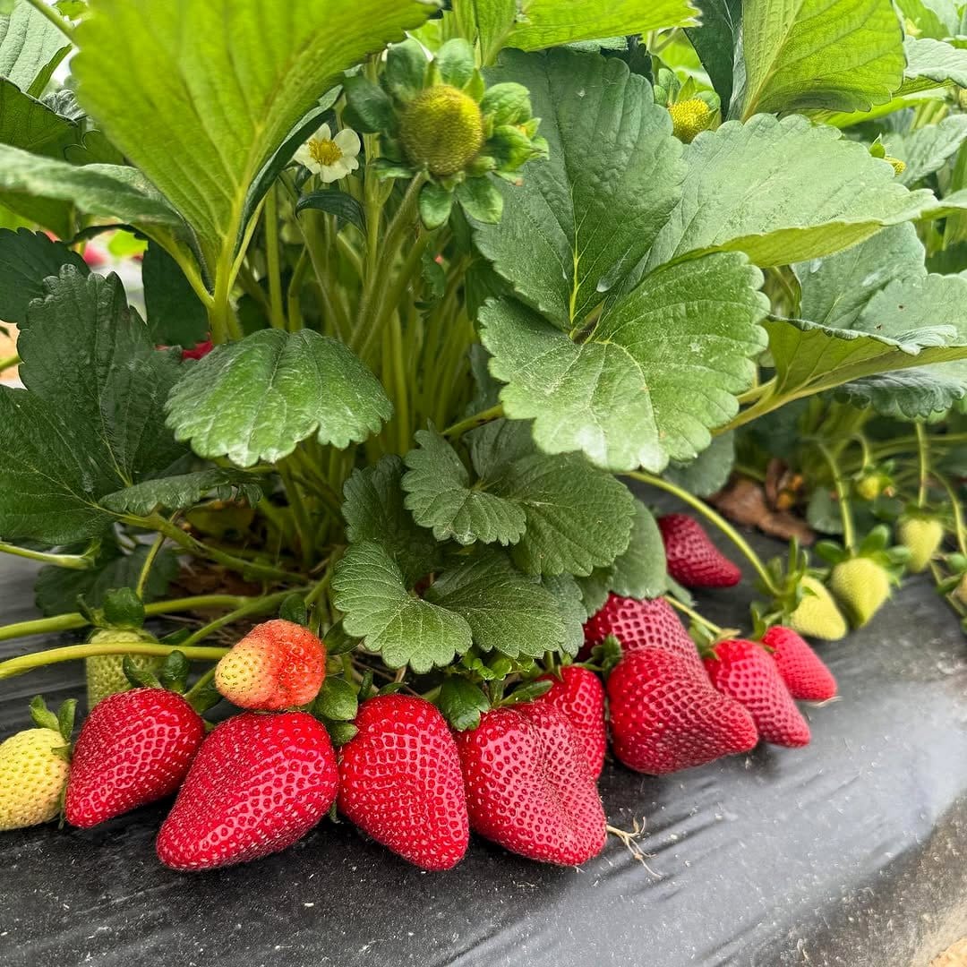 spinach leaves beside strawberry plants