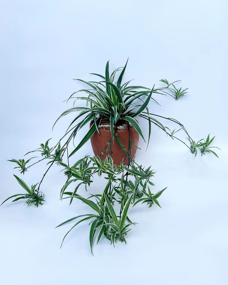 spider plant in a hanging pot