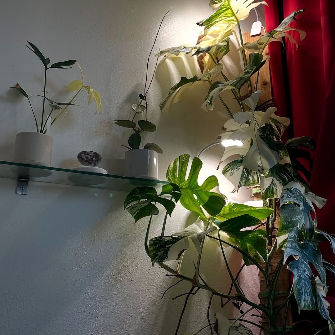 Holographic plant privacy screen setup