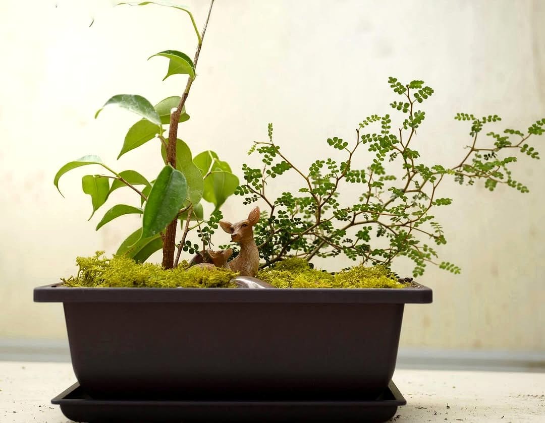 Sageretia bonsai with smooth leaves