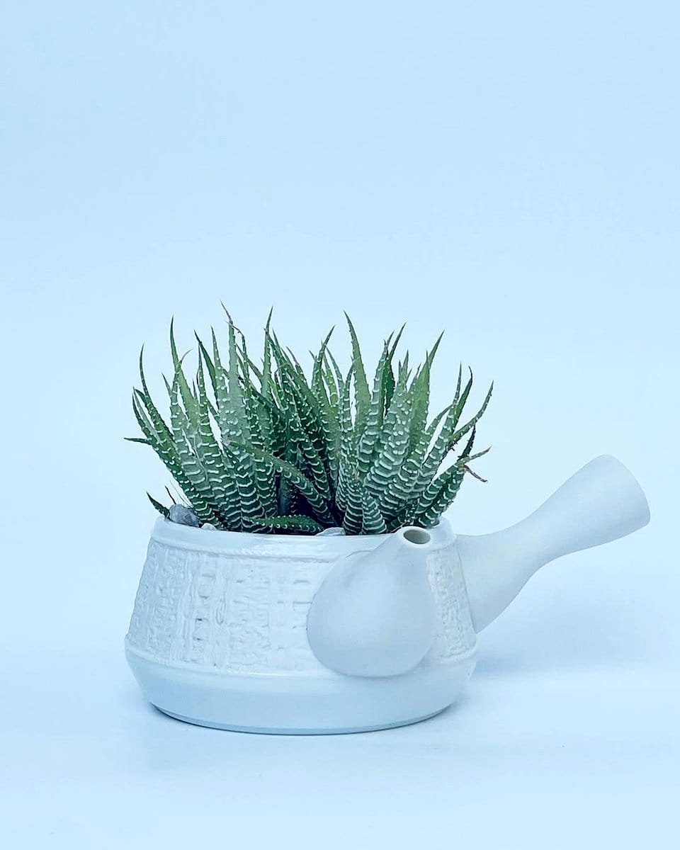 zebra plant in white ceramic pot