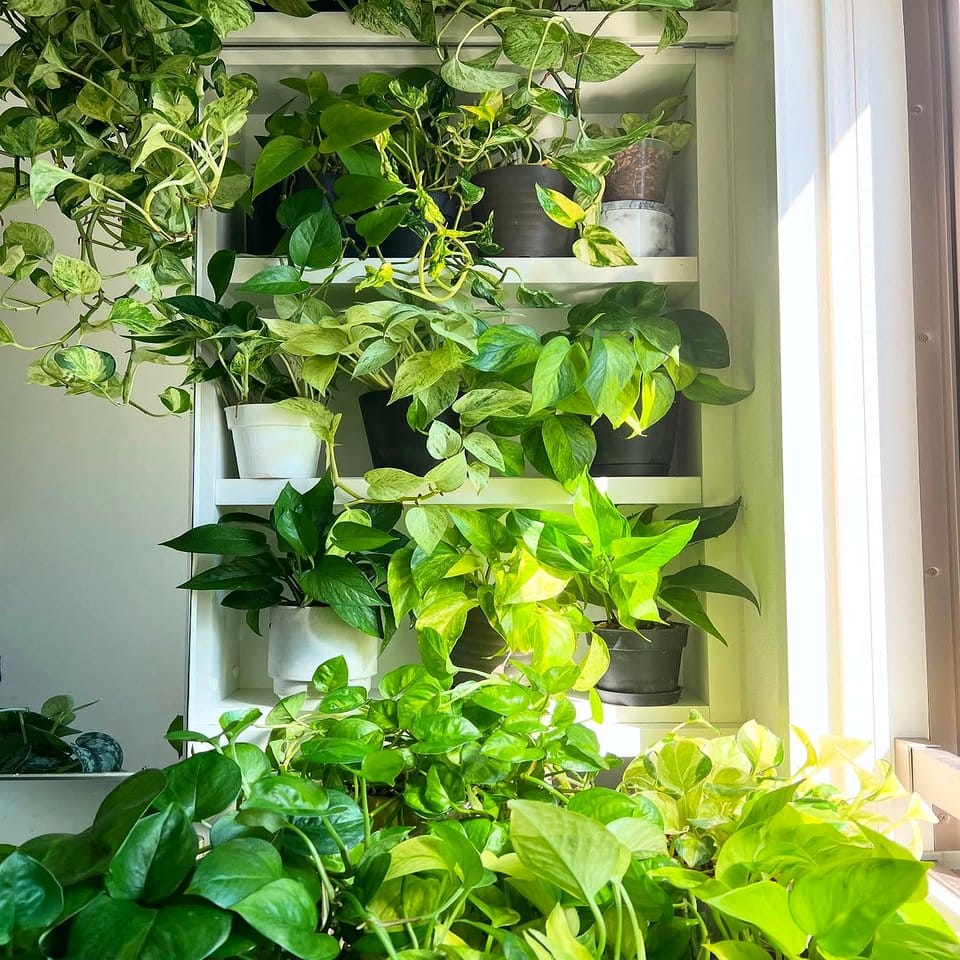 Sunlit window with hanging plants
