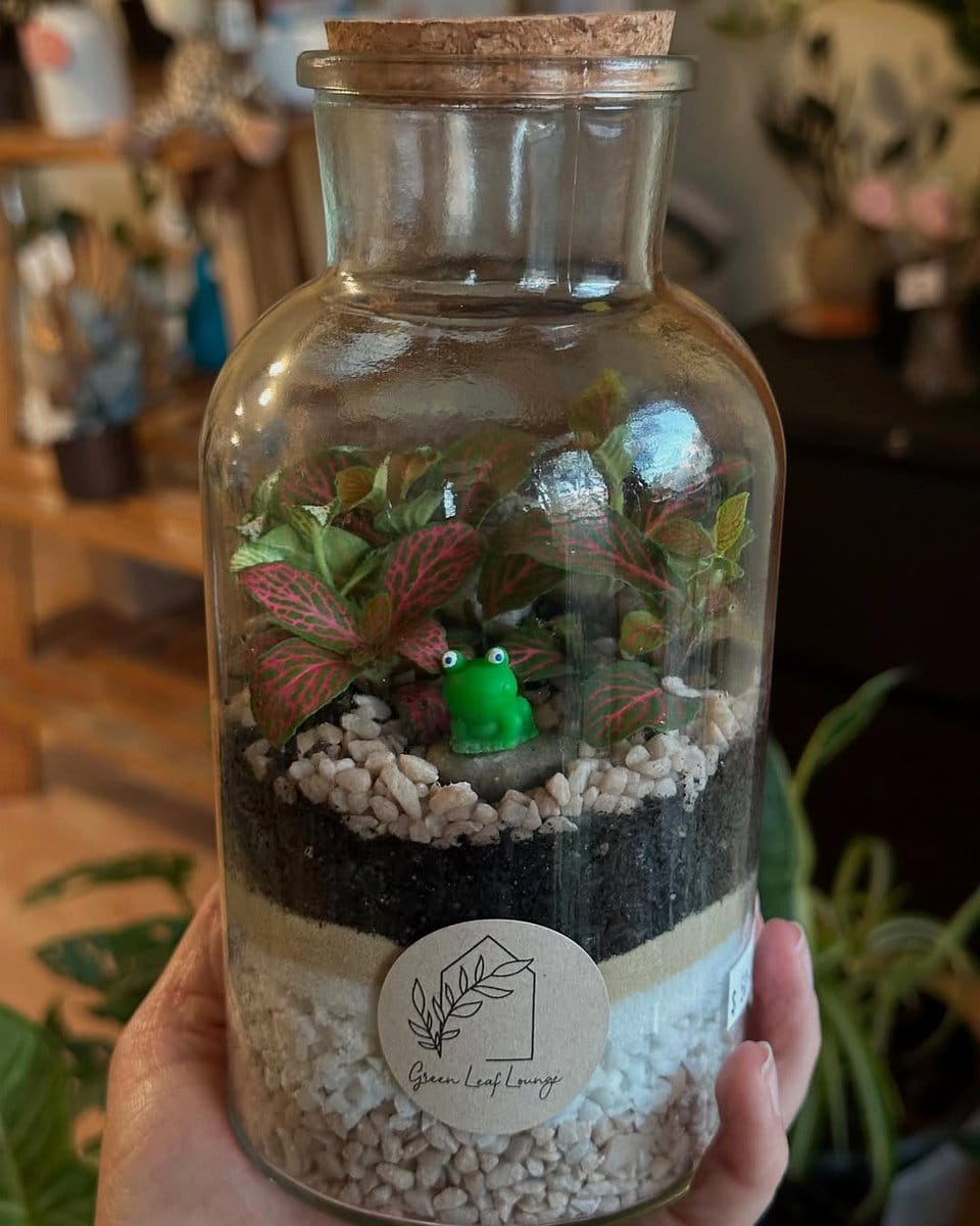 mason jar with assorted succulents