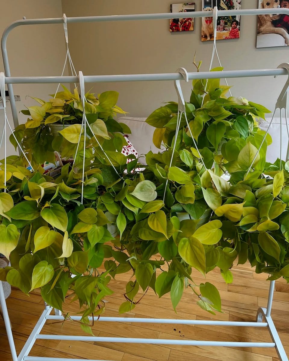 pothos and philodendron in hanging planters