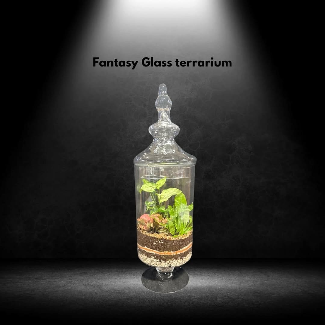 Glass terrarium with stacked rocks and air plants
