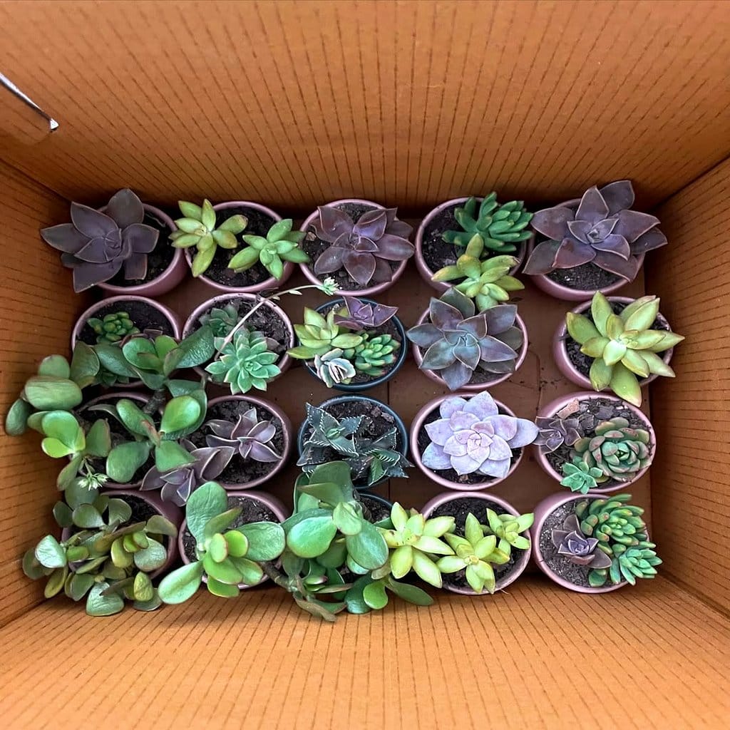 White ceramic pots with succulents
