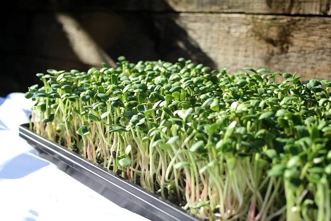 lush sunflower microgreens in a sunny spot