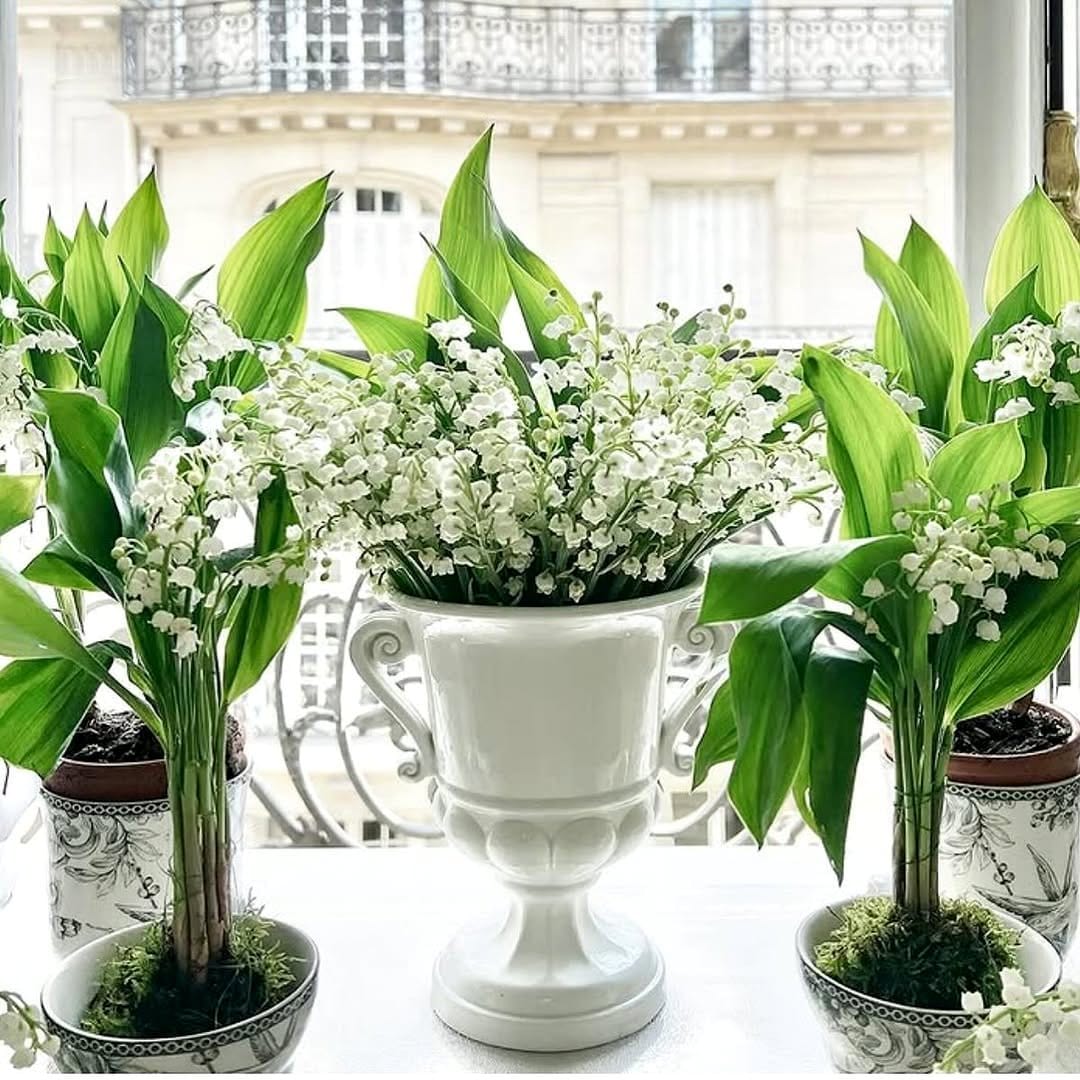 White pots with dark green foliage arrangement