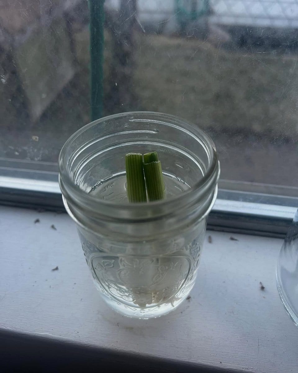 green onion roots in water