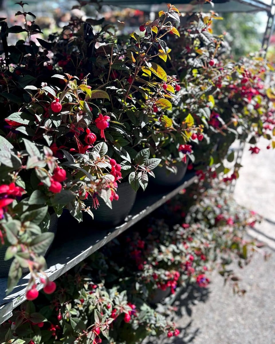 hanging herb basket above island
