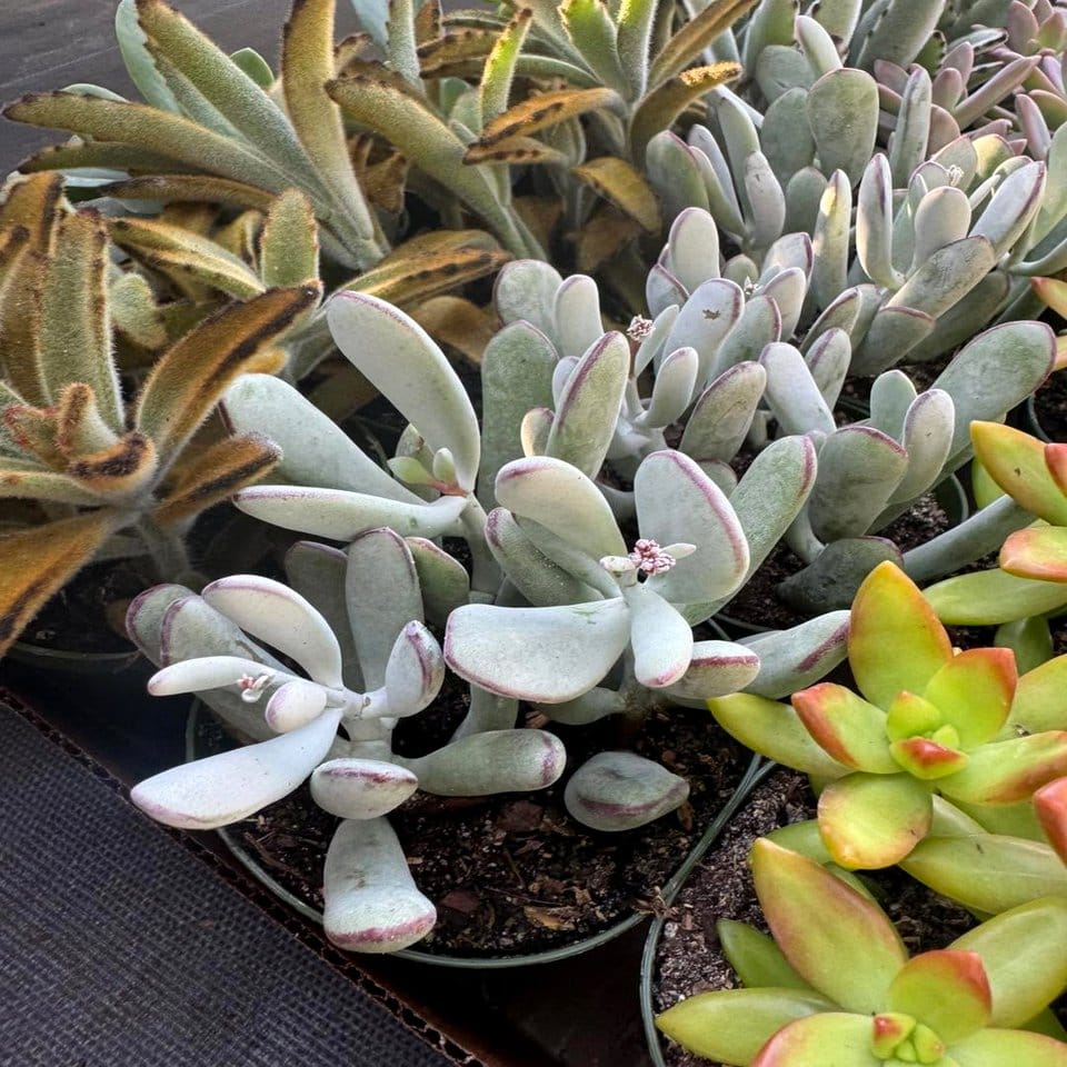 Hanging mobile with succulents and shells