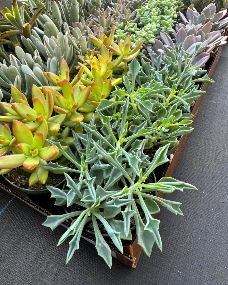 hanging succulent pots
