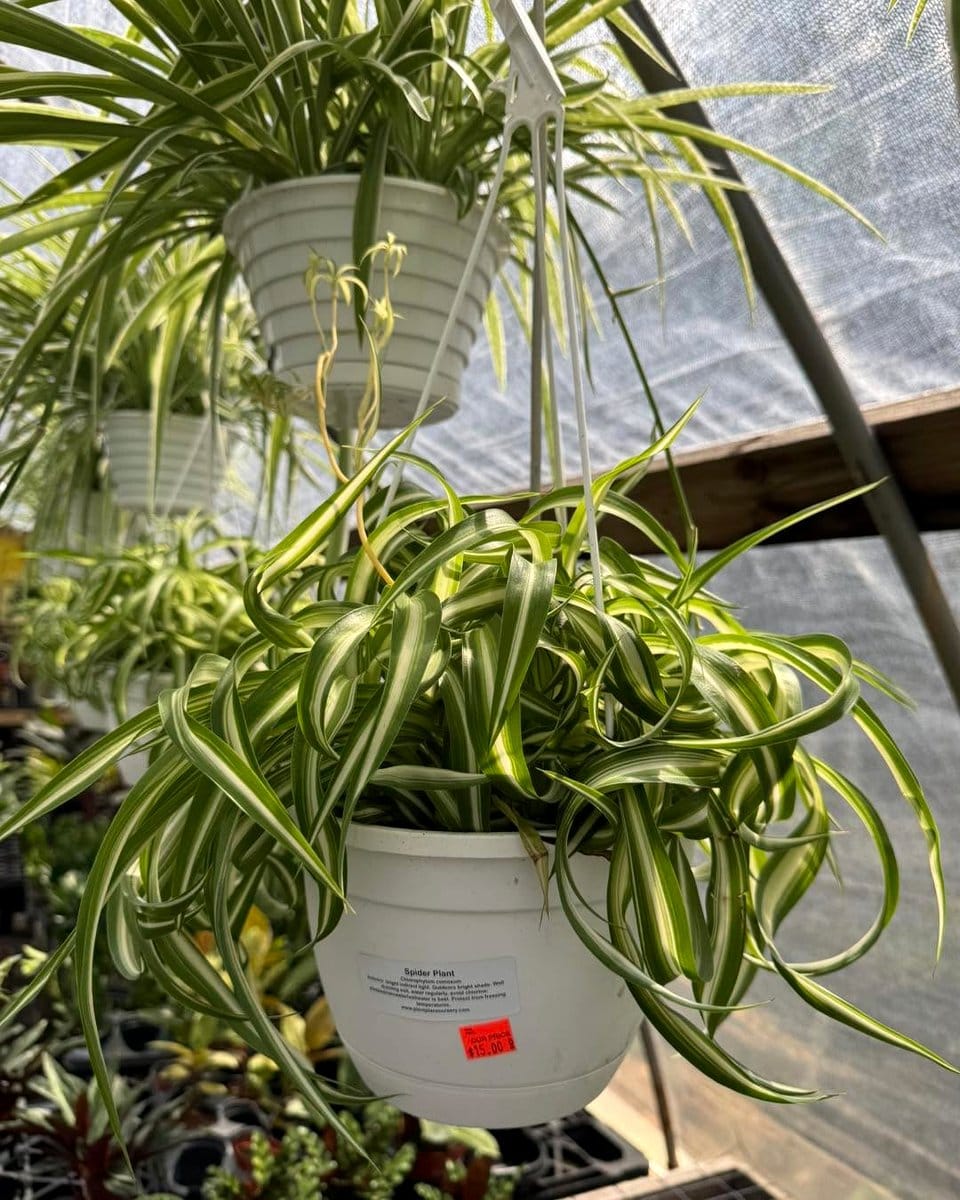 chlorophytum bonnie hanging in bathroom