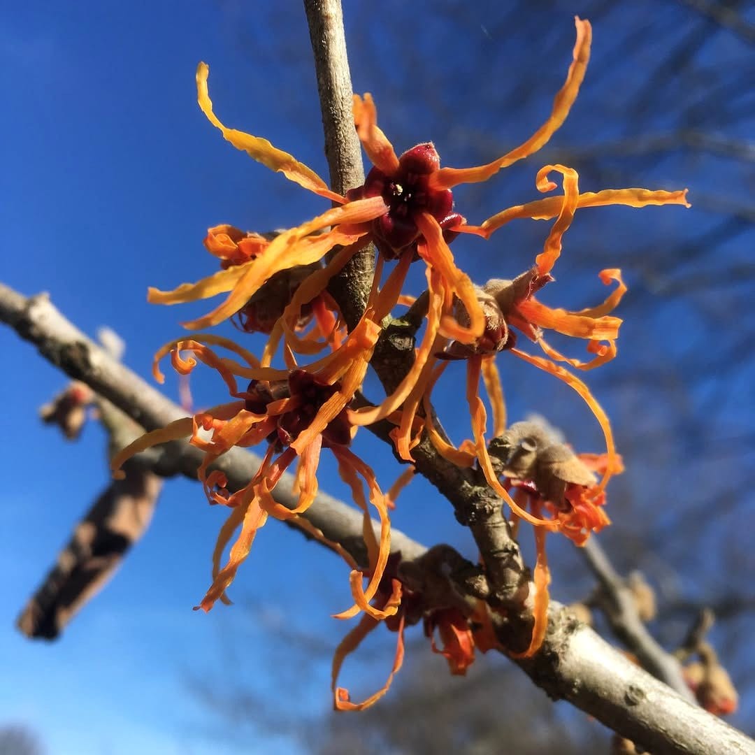 witch hazel with yellow leaves