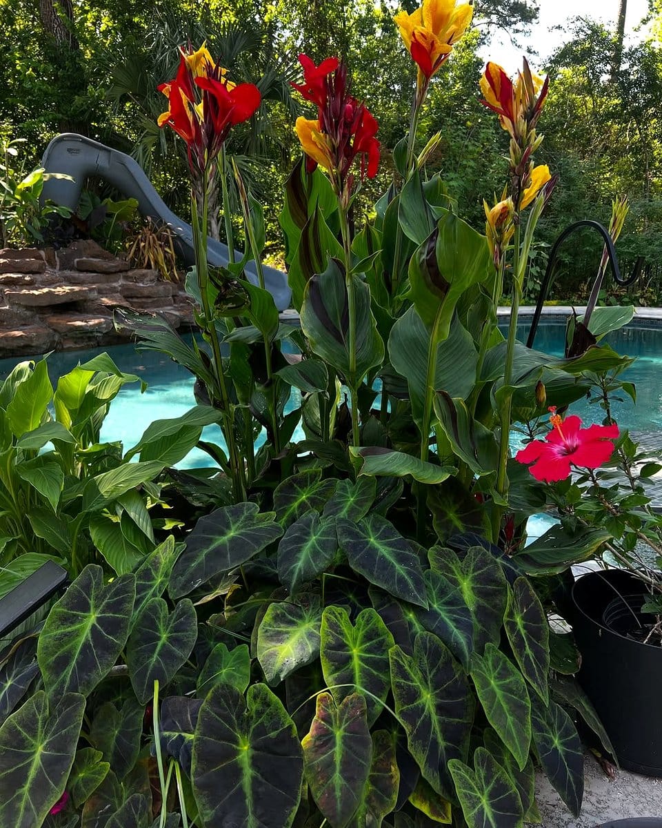 Colocasia and Cannas in pondside garden
