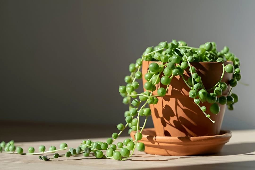 string of pearls trailing from shelf