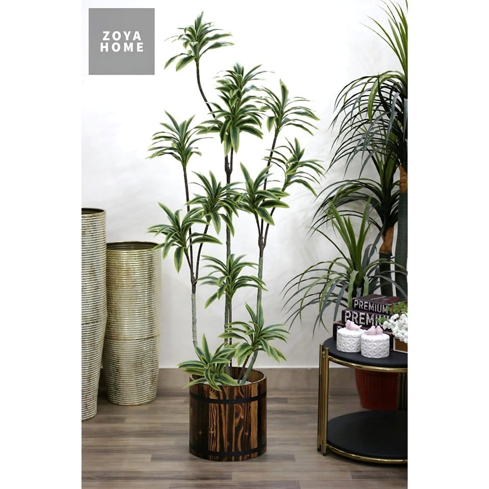 Dracaena plant in a tall planter