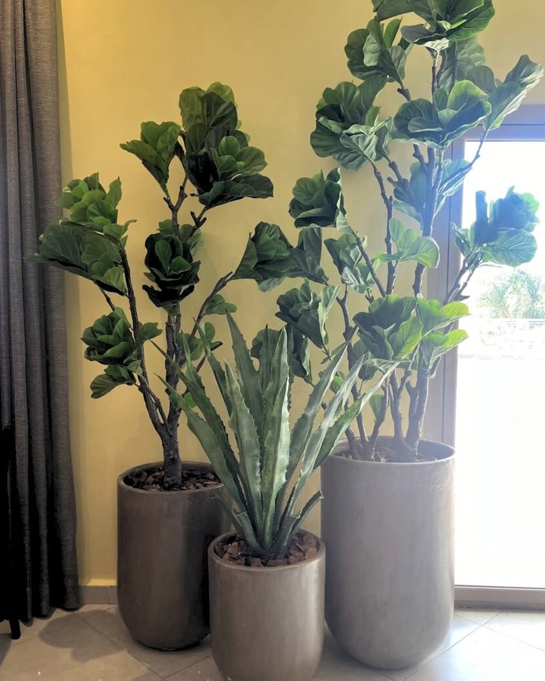Lush fiddle leaf fig in terracotta pot