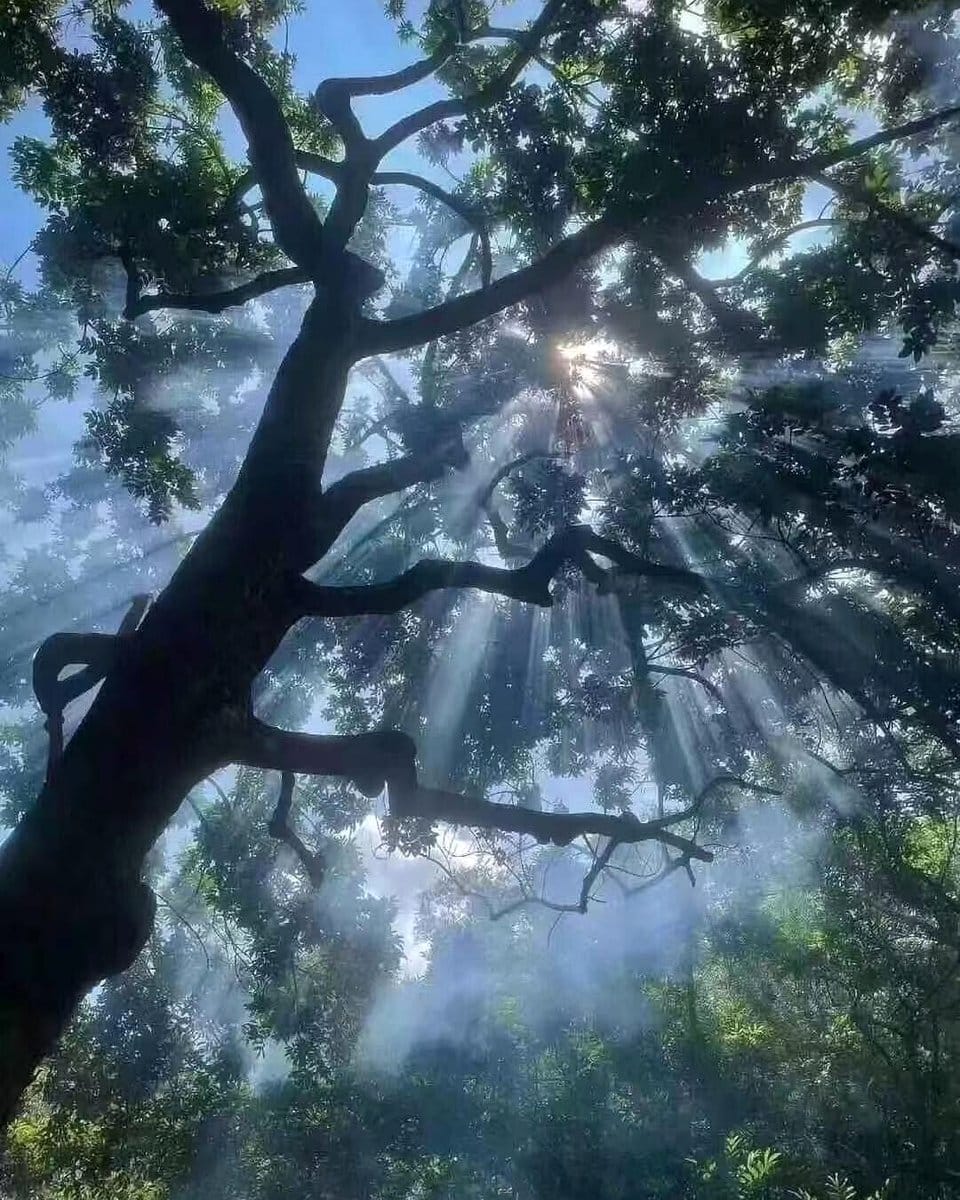 tea tree branches in sunlight