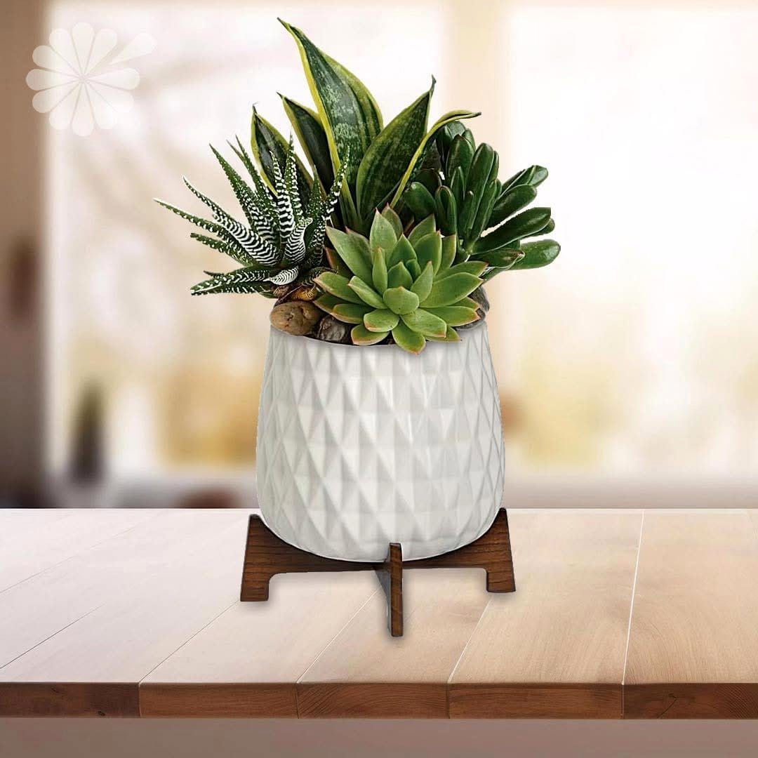 succulent arrangement on table