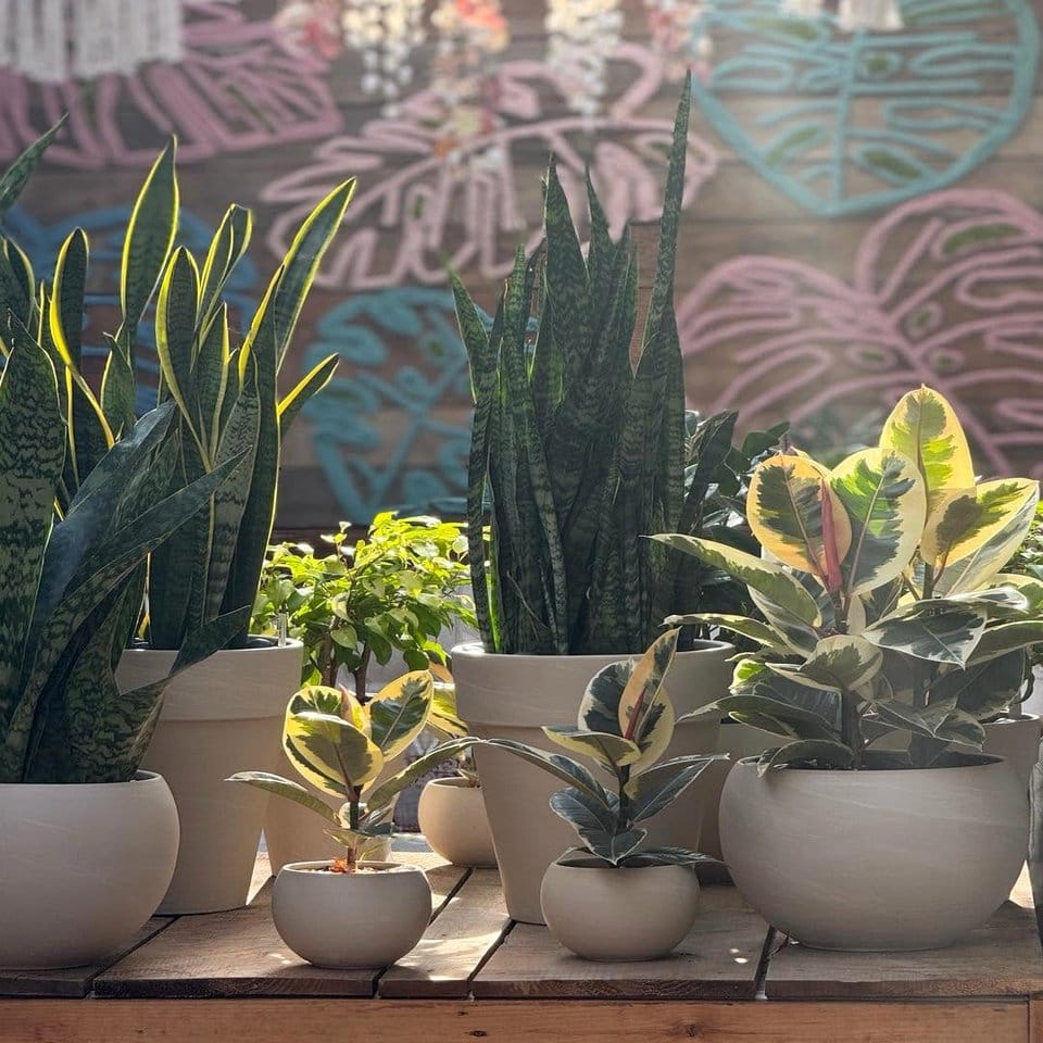 Saddlebag repurposed as an herb garden