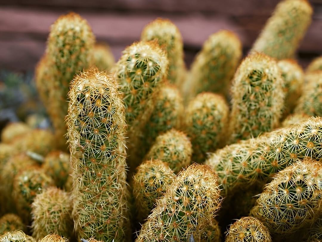 Bohemian cactus collection on sunlit windowsill