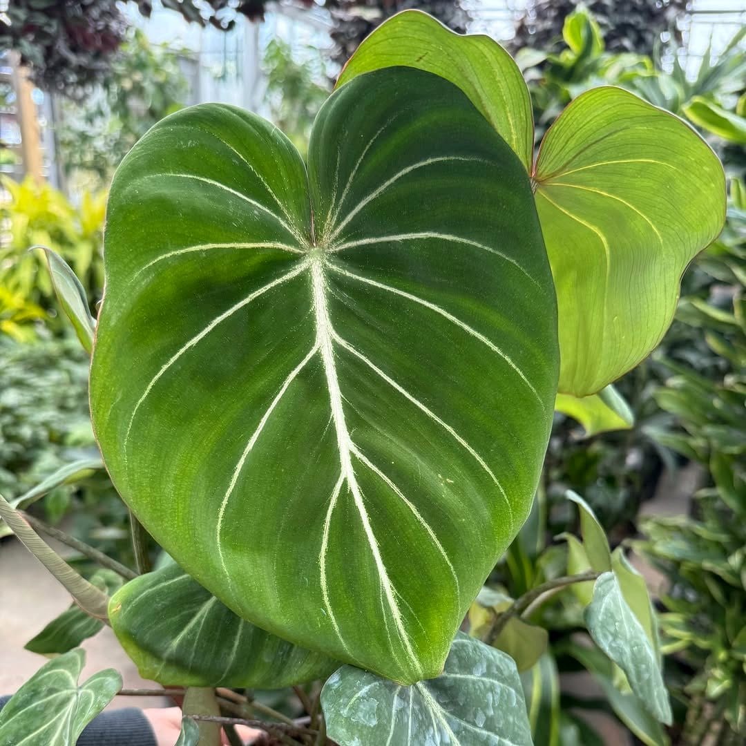 Philodendron Gloriosum with velvety leaves