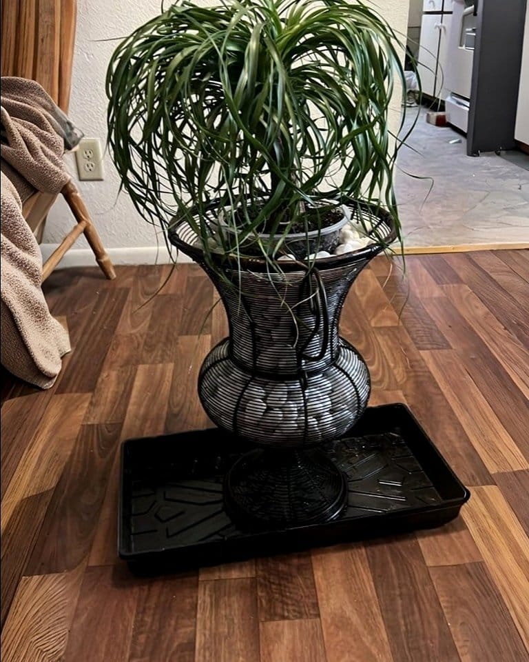 ponytail palm in decorative pot