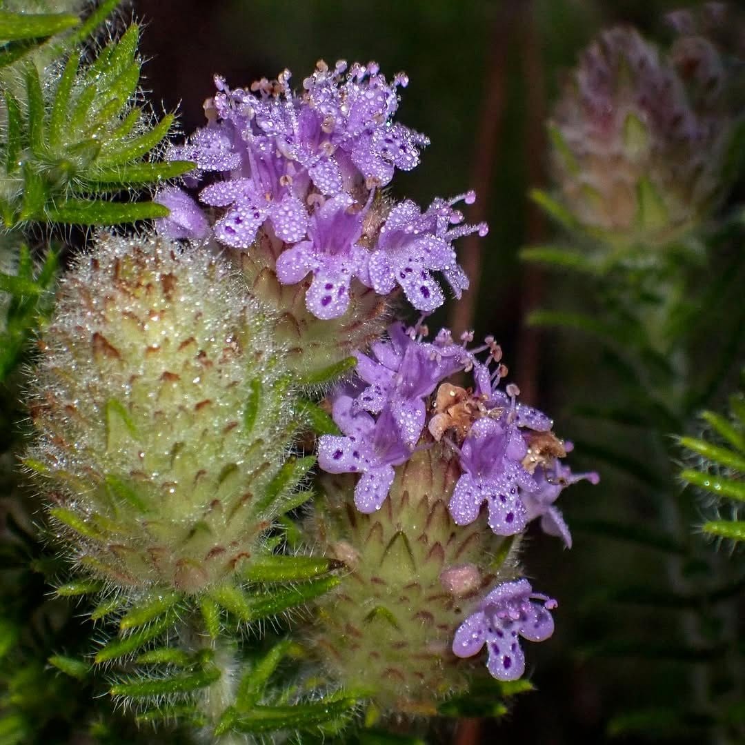 pennyroyal plant in ground