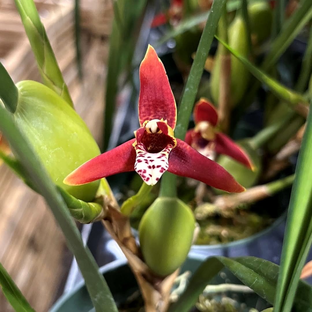 coconut-scented Maxillaria Tenuifolia flower
