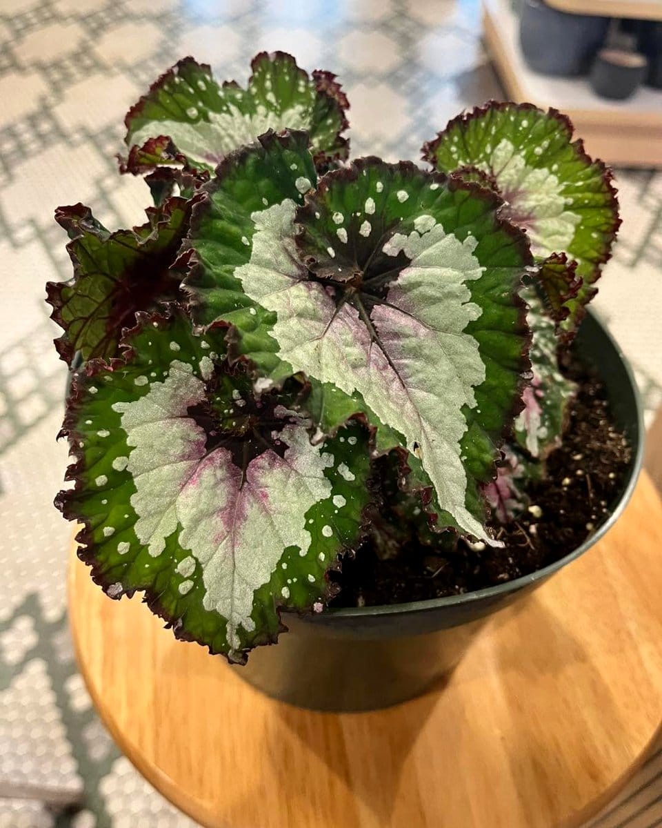 polka dot plant on bedside table
