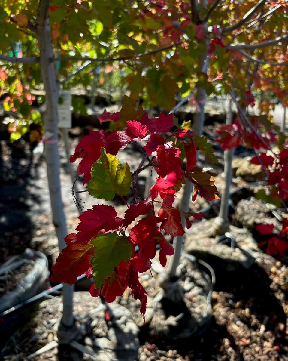 amur maple with red foliage in urban setting