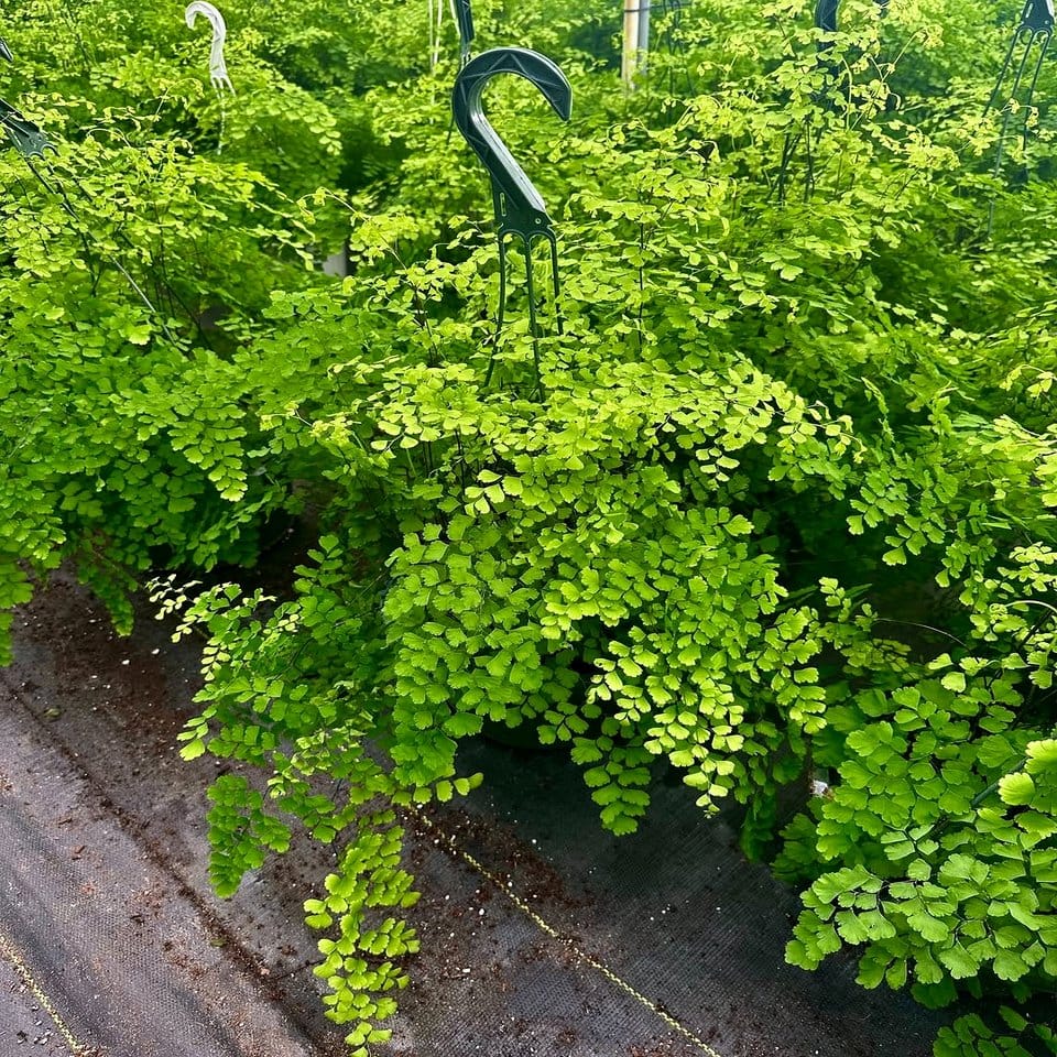 Assorted hanging baskets with ferns and ivy