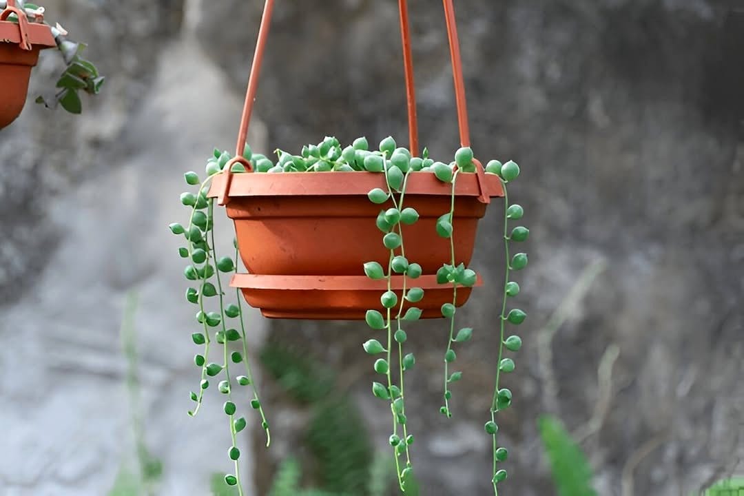 String of pearls cascading from shelf