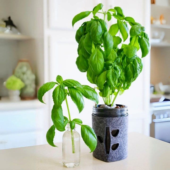 mason jars with herbs on windowsill