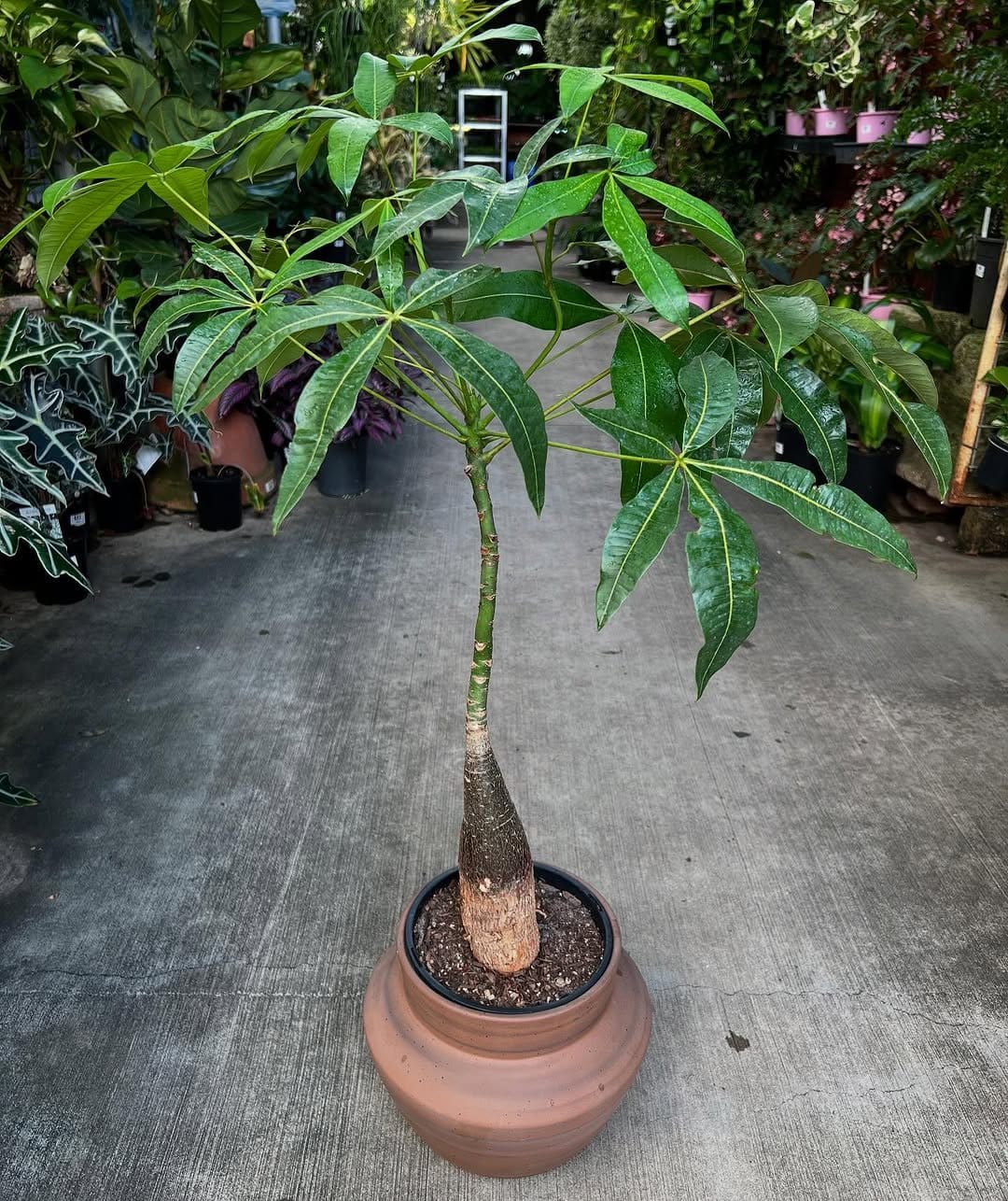Compact money tree on sleek side table