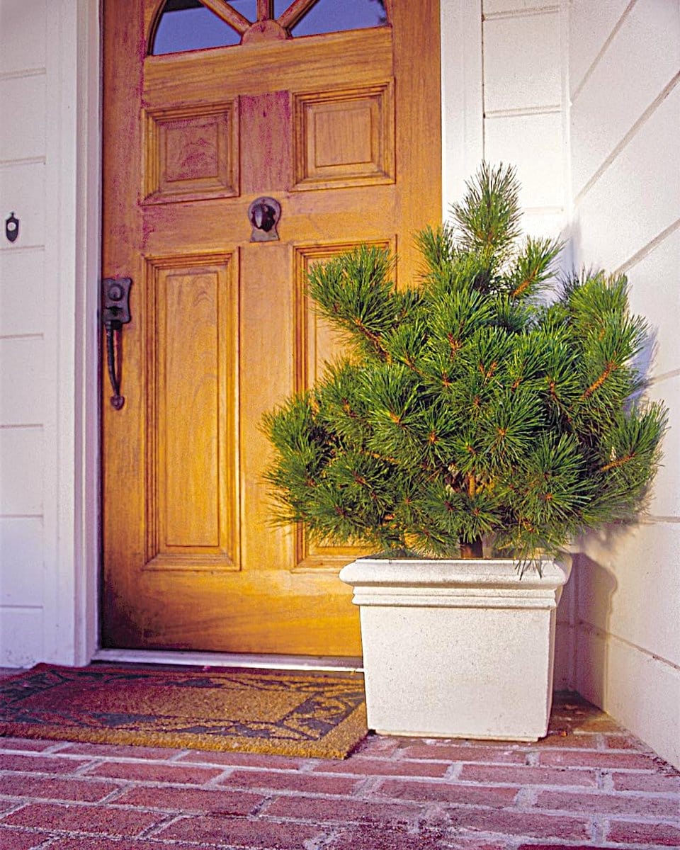 large potted plant by doorway