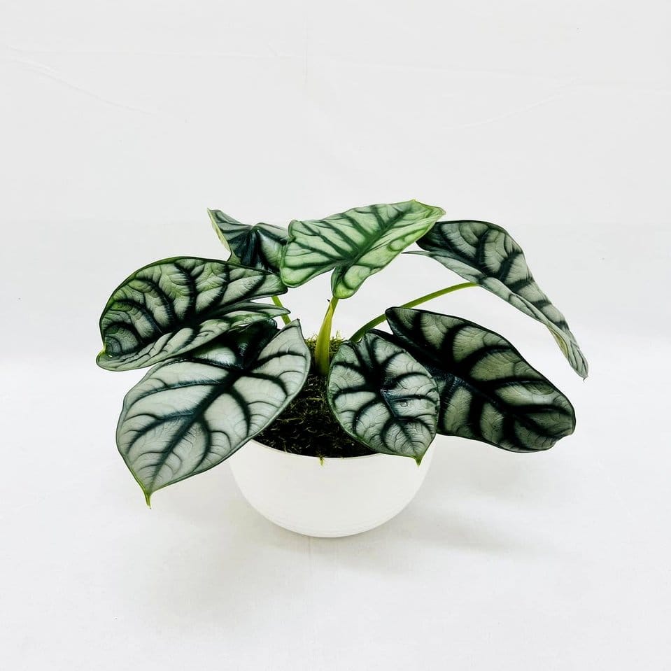 Diamond knot plant hanger with geometric shape