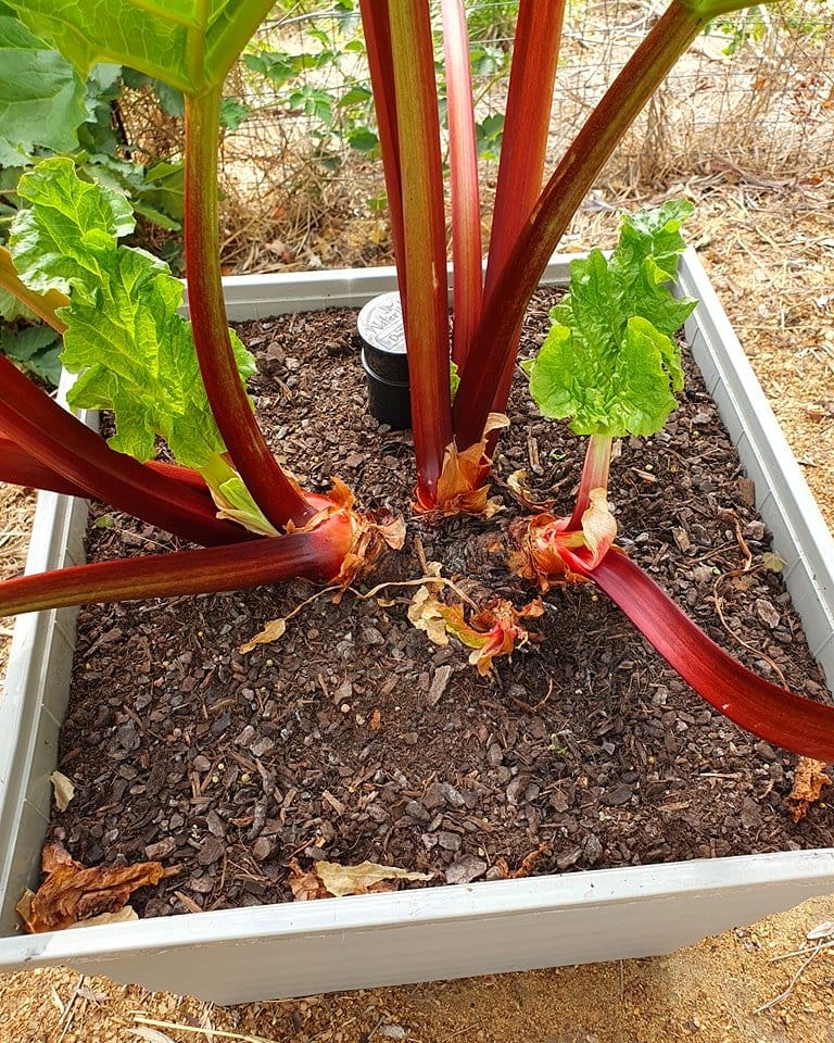 parched soil in a planter