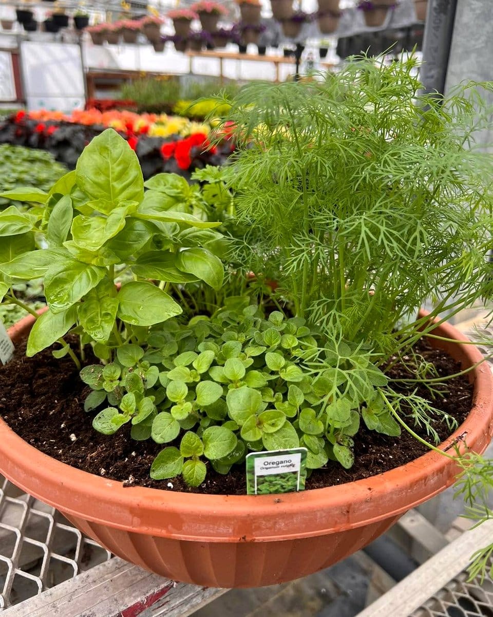 basil in herb garden pot