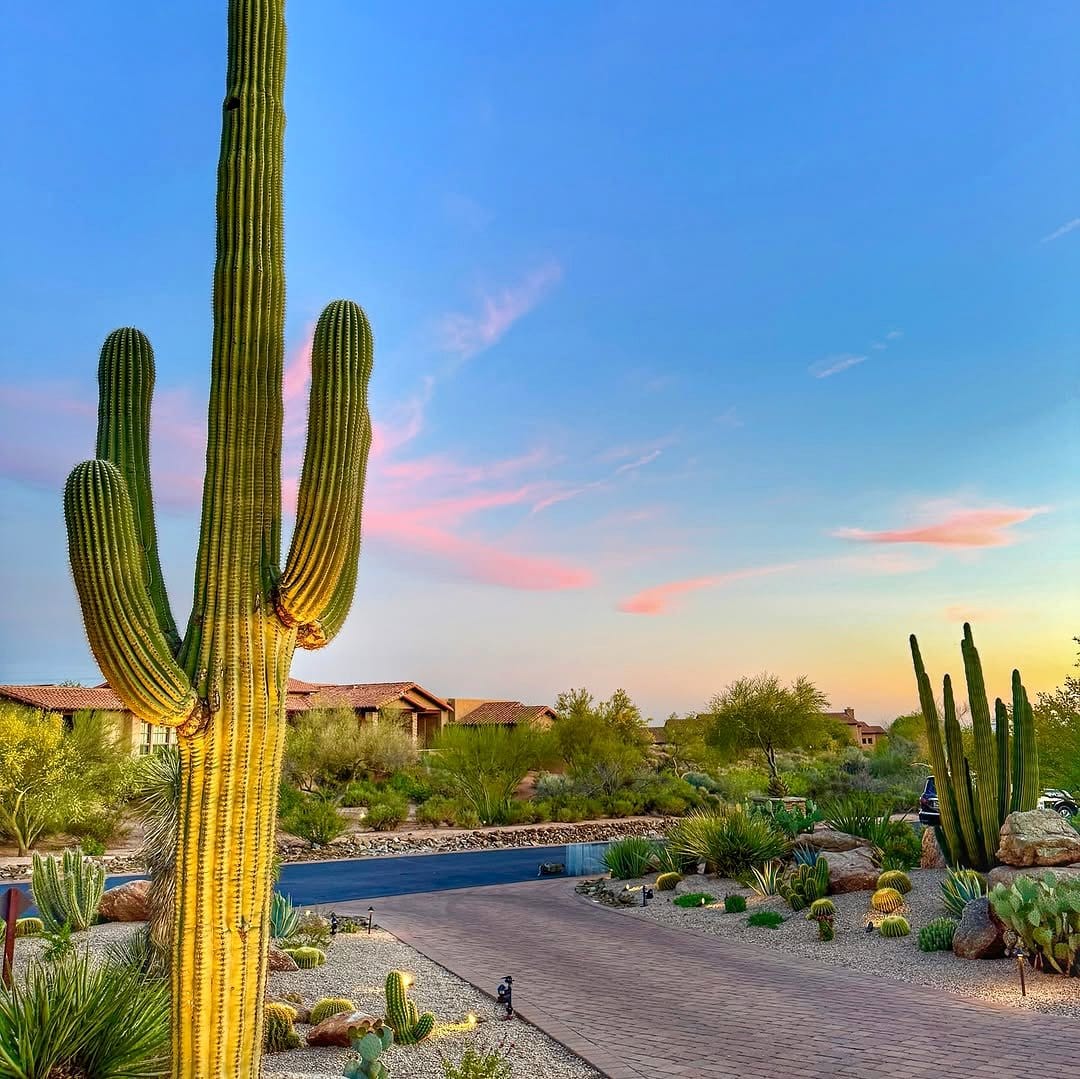 cactus amidst contrasting stones
