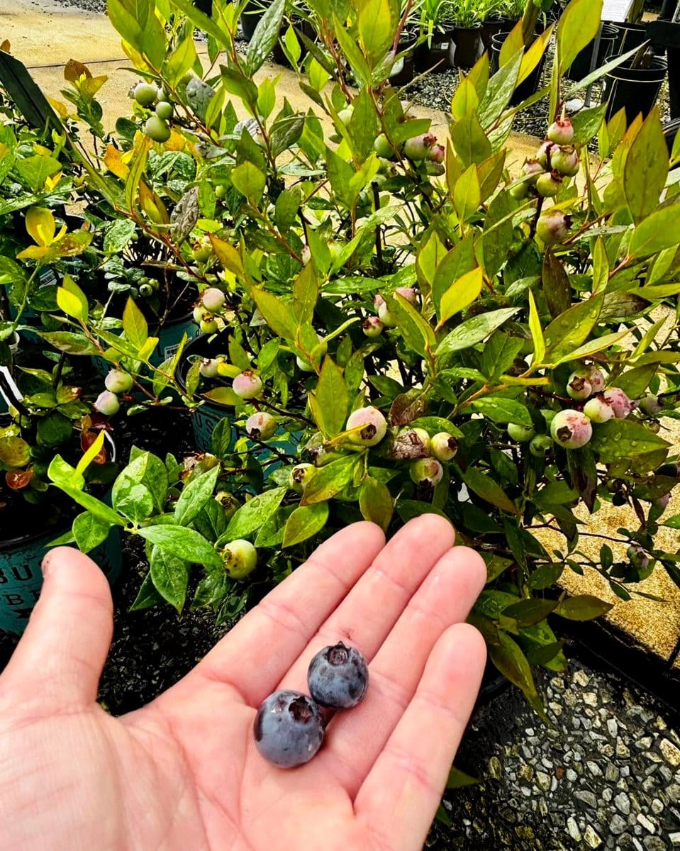 sunlight hitting potted blueberries