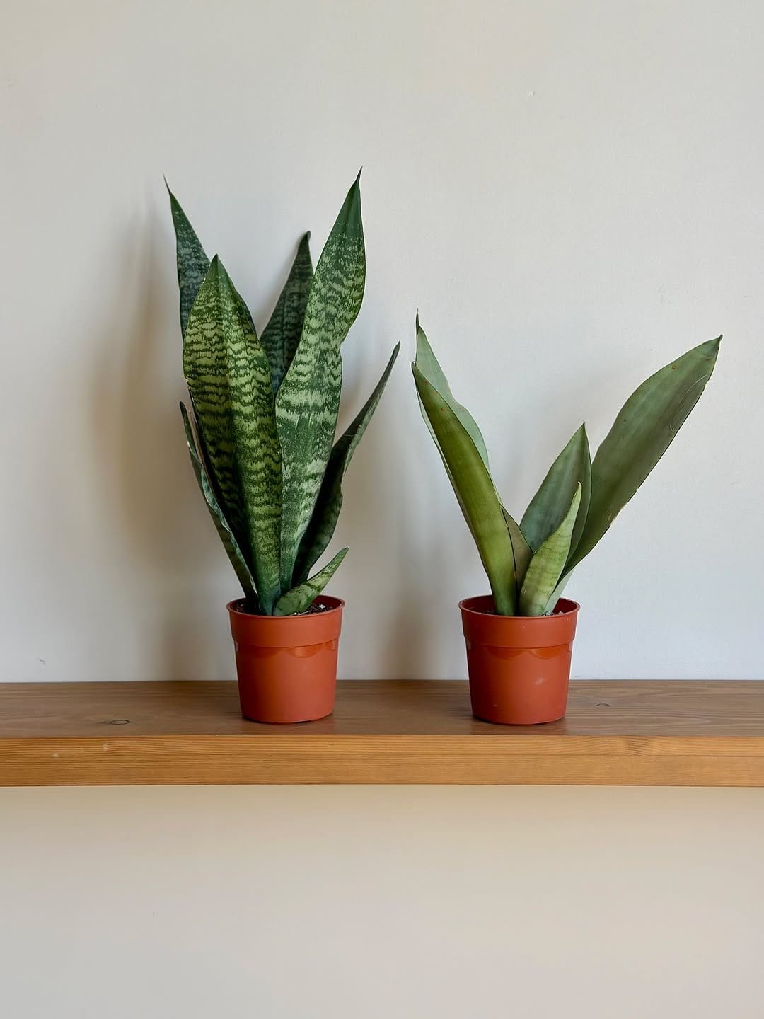 Sleek snake plant in ceramic pot