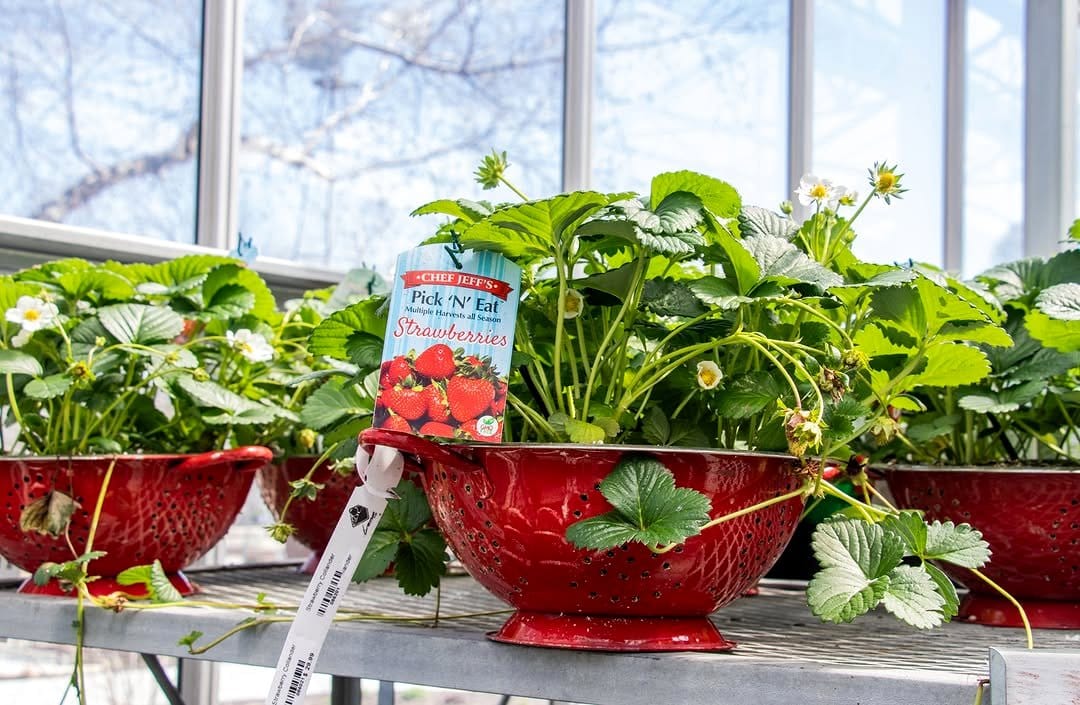 hanging colander with plants