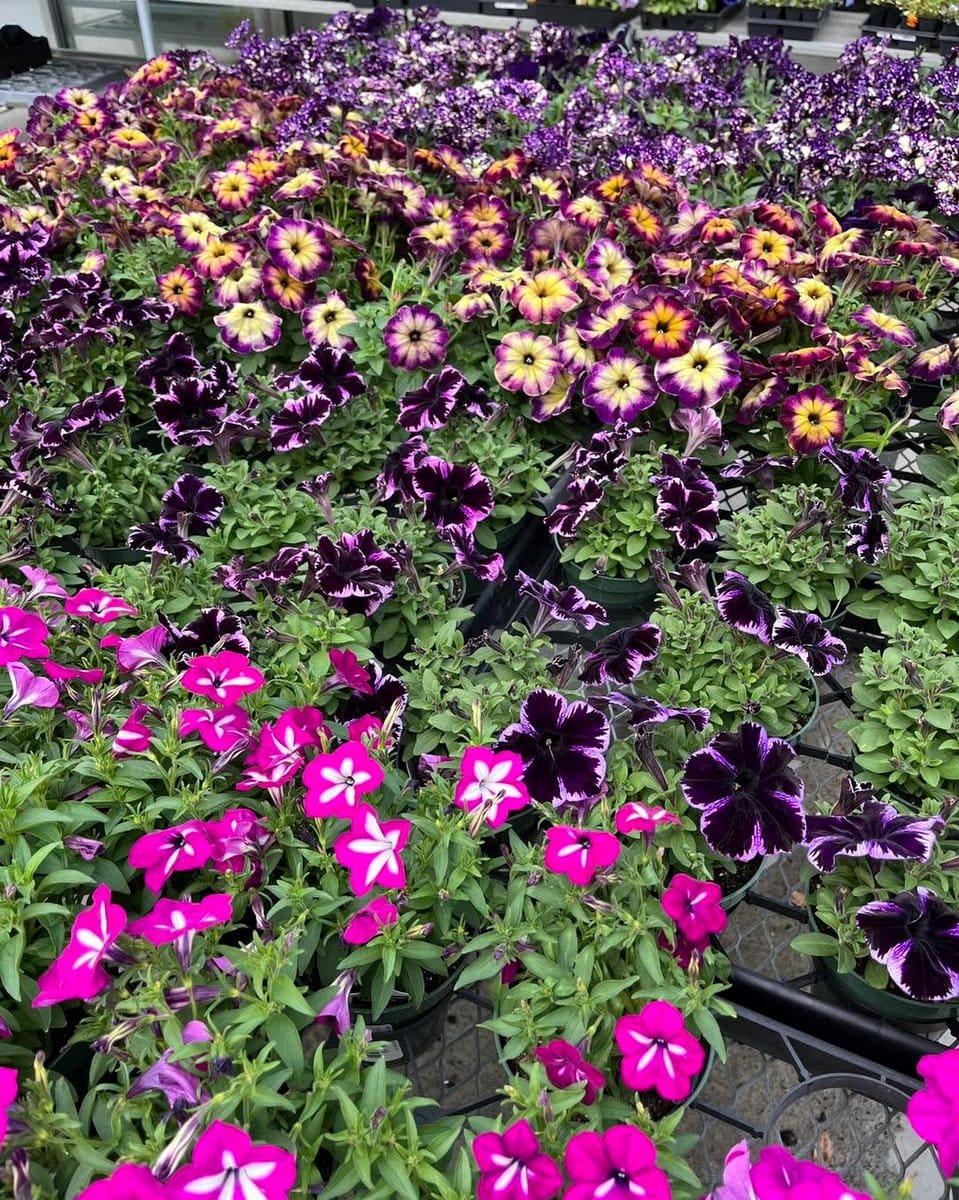 colorful petunias in window box