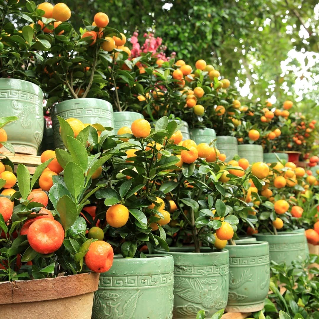 Herb and citrus plant combination in ceramic pots