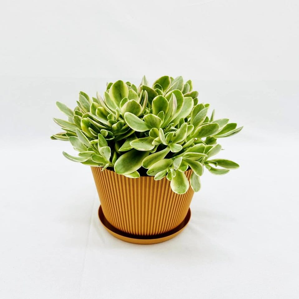 Peperomia with textured leaves on modern shelf