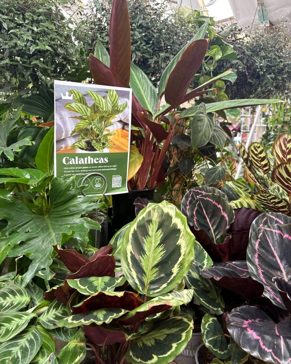 Calathea medallion with patterned leaves