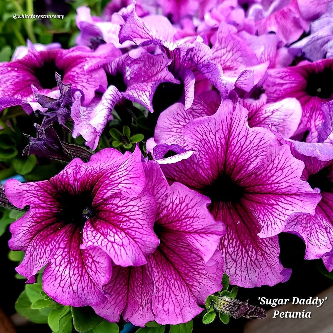dwarf spruce with petunia flowers
